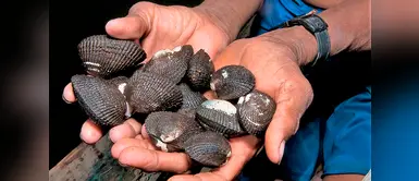 ¡Atención! Se prohíbe el consumo de conchas negras en el Perú ¡Atención! Se prohíbe el consumo de conchas negras en el Perú