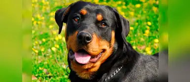 Plantean implementar Seguro Obligatorio para Canes Peligrosos Plantean implementar Seguro Obligatorio para Canes Peligrosos