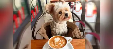 ¡Porque él también es tu mejor amigo! 5 lugares para cenar con tu mascota ¡Porque él también es tu mejor amigo! 5 lugares para cenar con tu mascota