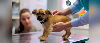 Veterinarios atenderán gratis a mascotas este domingo 17 de febrero Veterinarios atenderán gratis a mascotas este domingo 17 de febrero