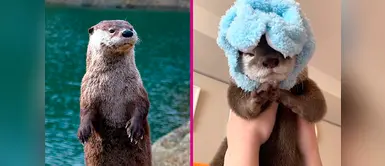 Las nutrias podrían extinguirse por el egoísmo de tenerlas como “mascotas” Las nutrias podrían extinguirse por el egoísmo de tenerlas como “mascotas”