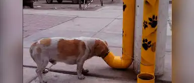 Jóvenes En Carabayllo instalan dispensadores de comida para perros sin hogar Jóvenes En Carabayllo instalan dispensadores de comida para perros sin hogar