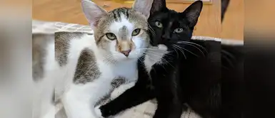 Gato abandonado abrazó a su pareja hasta que nacieran sus hijitos Gato abandonado abrazó a su pareja hasta que nacieran sus hijitos