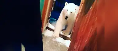 Osos polares escapan de su hábitat y desatan pánico en comunidad Rusa Osos polares escapan de su hábitat y desatan pánico en comunidad Rusa