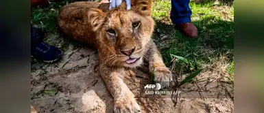 Le cortan uñas a una leona para que menores puedan jugar con ella Le cortan uñas a una leona para que menores puedan jugar con ella