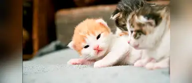 Ingeniosos y bellos nombres para gatitos bebés Ingeniosos y bellos nombres para gatitos bebés