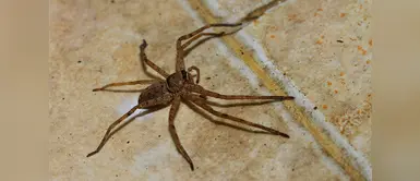 A cuidarnos de las picaduras de insectos ¡Aumentarán por el calor! A cuidarnos de las picaduras de insectos ¡Aumentarán por el calor!