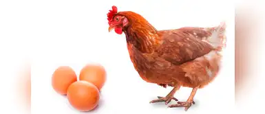 ¿Qué fue primero: el huevo o la gallina? Científicos tienen la respuesta ¿Qué fue primero: el huevo o la gallina? Científicos tienen la respuesta
