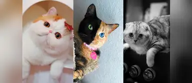 Conoce a los 6 gatos más famosos de Instagram ¡Tienen millones de seguidores! Conoce a los 6 gatos más famosos de Instagram ¡Tienen millones de seguidores!