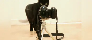 La belleza de los gatos callejeros en el lente de un fotógrafo La belleza de los gatos callejeros en el lente de un fotógrafo