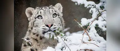 ¡Ya no está en extinción! Mágicas fotos para celebrar al leopardo de las nieves ¡Ya no está en extinción! Mágicas fotos para celebrar al leopardo de las nieves