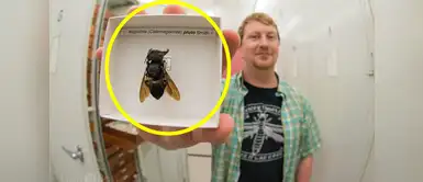 Abeja “bulldog” es redescubierta tras 38 años de ausencia en la naturaleza Abeja “bulldog” es redescubierta tras 38 años de ausencia en la naturaleza