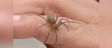 ¡Cuidado! Advierten que mordedura de araña puede ser mortal ¡Cuidado! Advierten que mordedura de araña puede ser mortal