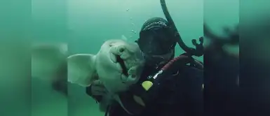 La hermosa amistad entre un buzo y un tiburón ha sorprendido a muchos La hermosa amistad entre un buzo y un tiburón ha sorprendido a muchos