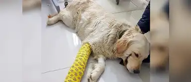 Hombre le corta los labios a su perro para que luzca como “El Guasón” Hombre le corta los labios a su perro para que luzca como “El Guasón”