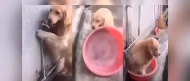 ¡Conoce a Tomás, el perro que prepara solo su propia ducha! ¡Conoce a Tomás, el perro que prepara solo su propia ducha!