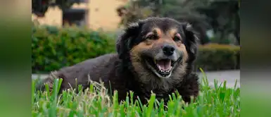 ‘Perrovaca’ de San Marcos necesita la ayuda de todos para salvarse ‘Perrovaca’ de San Marcos necesita la ayuda de todos para salvarse