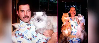 Fotos que demuestran el inmenso amor de Freddie Mercury hacia sus gatos Fotos que demuestran el inmenso amor de Freddie Mercury hacia sus gatos