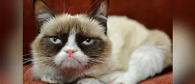 ¿Tu gato es enojón? Revelan que animales tendrían carácter de sus dueños ¿Tu gato es enojón? Revelan que animales tendrían carácter de sus dueños