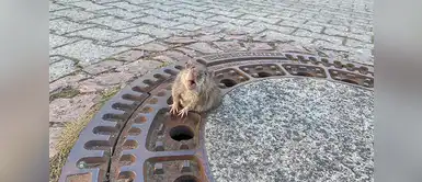 Rata gorda se quedó atrapada en alcantarilla y bomberos la rescataron Rata gorda se quedó atrapada en alcantarilla y bomberos la rescataron