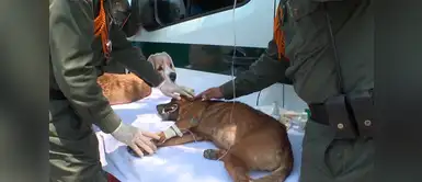 Policía de Colombia rescata perros abandonados por migrantes venezolanos Policía de Colombia rescata perros abandonados por migrantes venezolanos