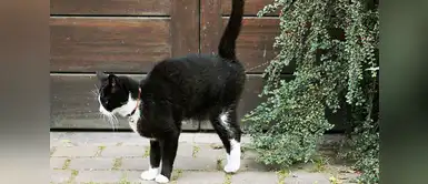 ¡Atención! La postura de tu gato al orinar, podría significar que está enfermo ¡Atención! La postura de tu gato al orinar, podría significar que está enfermo