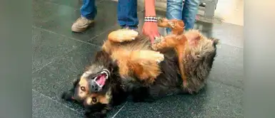 ¿Quién es 'perrovaca' y por qué es la mascota más querida del Perú? ¿Quién es 'perrovaca' y por qué es la mascota más querida del Perú?