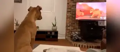 Perros lloran al ver la muerte de Mufasa en "El Rey León" Perros lloran al ver la muerte de Mufasa en "El Rey León"