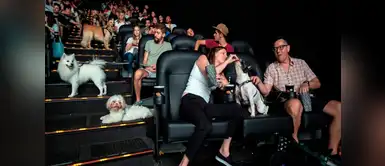 Cine en Brasil deja ingresar a 180 perros y la experiencia fue perfecta Cine en Brasil deja ingresar a 180 perros y la experiencia fue perfecta