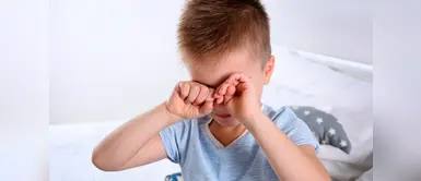 Conoce las enfermedades oculares generado por los parásitos de las mascotas Conoce las enfermedades oculares generado por los parásitos de las mascotas