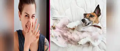 ¡Mi perro huele mal! ¿Cómo lo puedo evitar? ¡Mi perro huele mal! ¿Cómo lo puedo evitar?