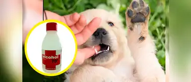 ¿El alcohol en las almohadillas de los perros podría bajar la fiebre? ¿El alcohol en las almohadillas de los perros podría bajar la fiebre?
