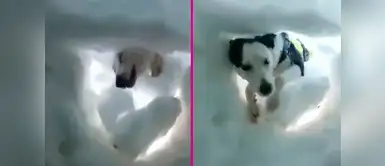 Hombre grabó a perro que lo salvó de la nieve y el video es hermoso Hombre grabó a perro que lo salvó de la nieve y el video es hermoso