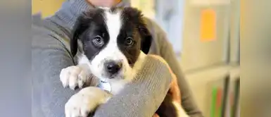 ¿Vas a tener una mascota por primera vez? Estos cuidados debes tener ¿Vas a tener una mascota por primera vez? Estos cuidados debes tener