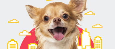 Perros de departamento Perros de departamento