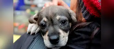 Mascotas rescatadas en Mesa Redonda están en busca de un nuevo hogar Mascotas rescatadas en Mesa Redonda están en busca de un nuevo hogar