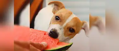 ¿Cuáles son los snacks ideales para nuestros perros en esta temporada? ¿Cuáles son los snacks ideales para nuestros perros en esta temporada?