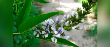 Culén: conoce los beneficios y propiedades de esta planta medicinal Culén: conoce los beneficios y propiedades de esta planta medicinal