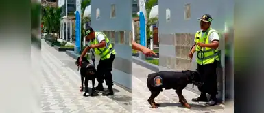 Sereno que maltrató a perro en playa Agua Dulce fue despedido Sereno que maltrató a perro en playa Agua Dulce fue despedido