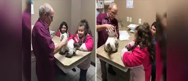 ¡Ejemplar! Veterinario ‘atiende’ a gato peluche de niña con autismo ¡Ejemplar! Veterinario ‘atiende’ a gato peluche de niña con autismo