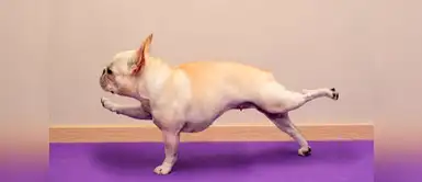 ¿Sabías que existe el yoga para perros? Conoce aquí los beneficios ¿Sabías que existe el yoga para perros? Conoce aquí los beneficios