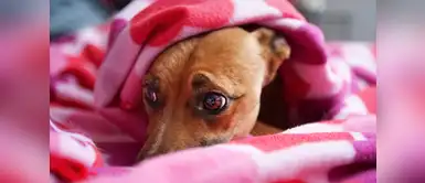 ¿Qué debo hacer si mi perrito fue mordido por otra mascota? ¿Qué debo hacer si mi perrito fue mordido por otra mascota?