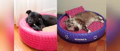 Aprende a hacer una linda camita para tu mascota ¡Con una llanta! Aprende a hacer una linda camita para tu mascota ¡Con una llanta!