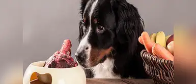 ¿Qué contiene la carne cruda y por qué no debo darle a mi mascota? ¿Qué contiene la carne cruda y por qué no debo darle a mi mascota?