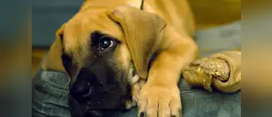 ¿El carbón activado podría salvarle la vida a un perro envenenado? ¿El carbón activado podría salvarle la vida a un perro envenenado?