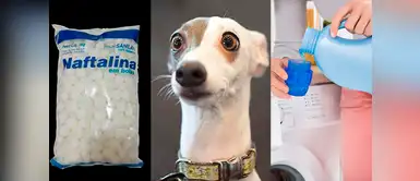 Cinco cosas que suelen estar en casa y podrían matar a tu perro Cinco cosas que suelen estar en casa y podrían matar a tu perro