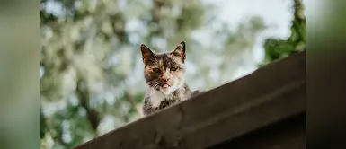 Los gatos sí reconocen las voces de sus dueños, pero prefieren ignorarla Los gatos sí reconocen las voces de sus dueños, pero prefieren ignorarla