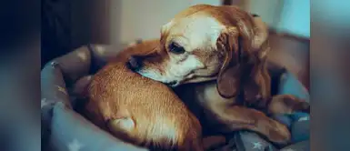 ¿Alergias en los perros? Reconoce qué las produce ¿Alergias en los perros? Reconoce qué las produce