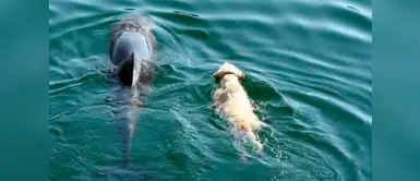 Perro se lanza al mar todos los días para reunirse con simpático amigo Perro se lanza al mar todos los días para reunirse con simpático amigo