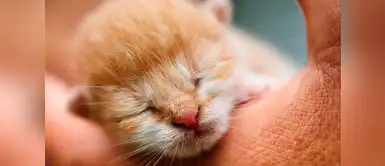 ¿Acabas de adoptar un gatito bebé? Cinco consejos para cuidarlos ¿Acabas de adoptar un gatito bebé? Cinco consejos para cuidarlos